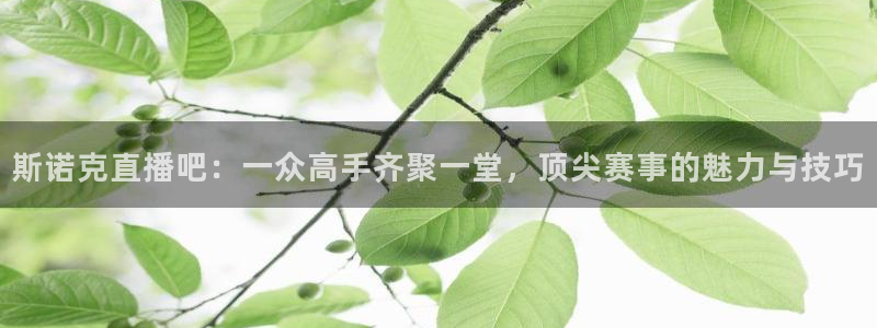 蜘蛛直播体育：斯诺克直播吧：一众高手齐聚一堂，顶尖赛事的魅力与技巧